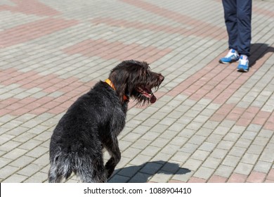 German Wirehaired Pointer. 