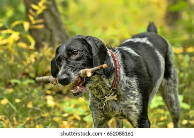 German Wirehaired Pointer