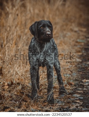german wirehaired pointer in a break on the hunt