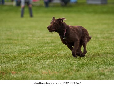 German Wirehaired Pointer / Chocolate Lab Running - Amazing Texture