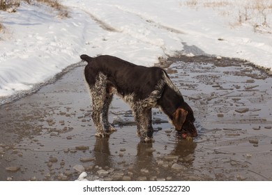 German Wirehair Images Stock Photos Vectors Shutterstock