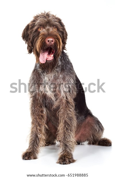 wirehaired pointer dog