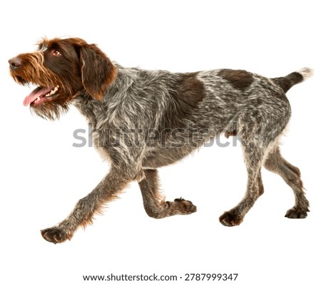 German Wirehaired Pointer Dog with Brown and White Coat Running Isolated on White Background
