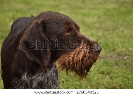 German wirehaired pointer dog closeup outdoor portrait