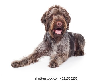 does german wirehaired pointer shed