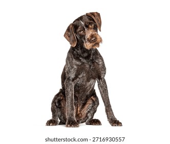 German wirehaired pointer dog sitting in a studio, full body, isolated on white background