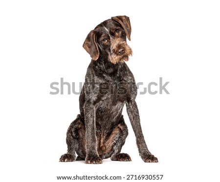 German wirehaired pointer dog sitting in a studio, full body, isolated on white background