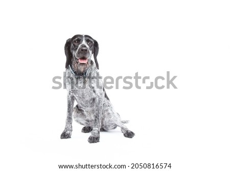German Wirehaired Pointer Dog Studio Shot On White Background