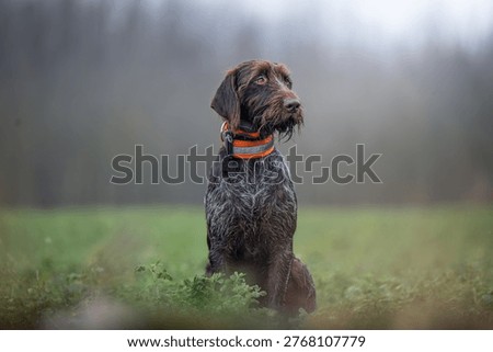 German wirehaired pointer during hunting