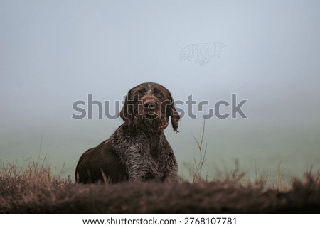 German wirehaired pointer during hunting