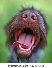 German Wirehaired Pointer panting with an open mouth close to the camera lens