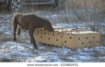 German wirehaired pointer. Point on box with birds.