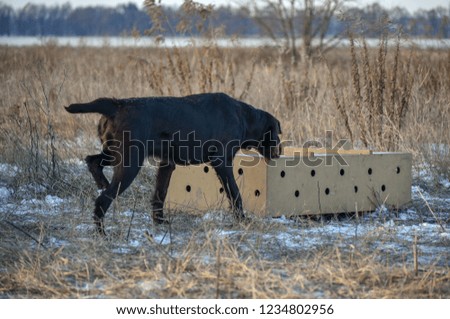  German wirehaired pointer. Point on box with birds.