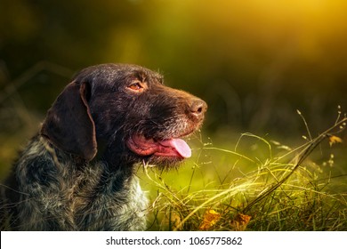 Royalty Free German Wirehaired Pointer Stock Images Photos