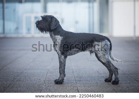 German Wirehaired pointer posing after dog show. standard. purebred. healthy.