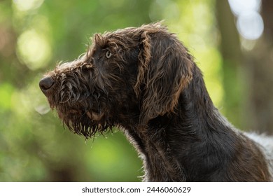 German Wirehaired Pointer profile in forest