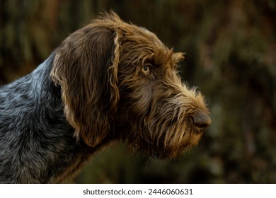 German Wirehaired Pointer profile in forest