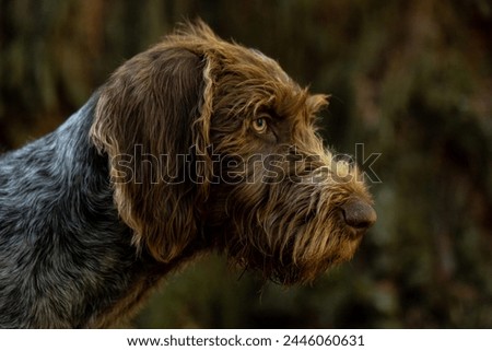 German Wirehaired Pointer profile in forest