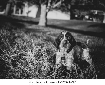 German Wirehaired Pointer Puppy BW 2