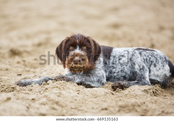 German Wirehaired Pointer Puppy Lying On Stock Photo Edit Now 669135163