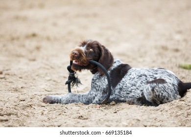 German Wirehaired Pointer puppy with a rope in his teeth