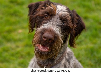 German Wirehaired Pointer Pure Breed Dog Closeup Portrait.
