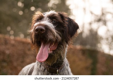 German Wirehaired Pointer Pure Breed Dog Closeup Portrait.
