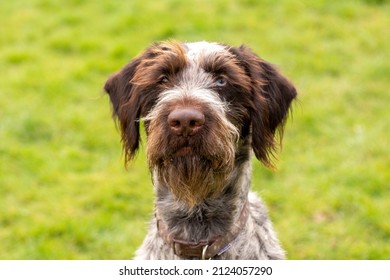 German Wirehaired Pointer Pure Breed Dog Closeup Portrait.
