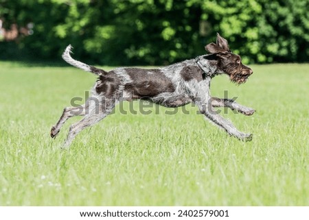 A German Wirehaired Pointer running on a green field in sunny weather
