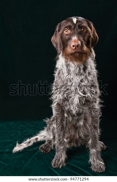 wired german shorthaired pointer