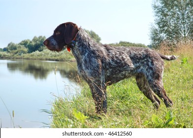 wire haired retriever