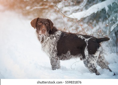 Royalty Free German Wirehaired Pointer Stock Images Photos