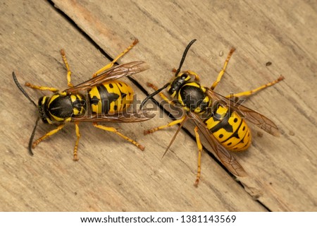 German yellowjacket, European wasp or German wasp (lat. Vespula  germanica), on a wooden board