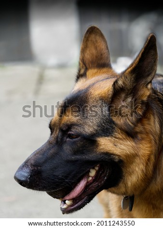 Germanshepherd Dog Animal  Closeup Powerdog