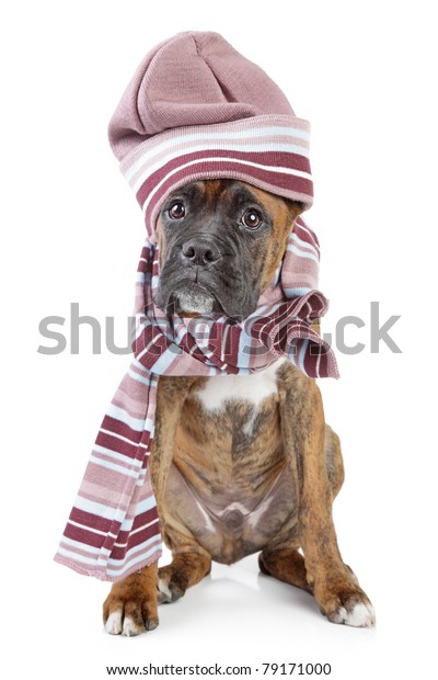 boxer dog scarf