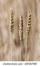 Germany, Camelina Sativa, Close Up