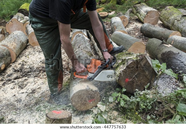 GERMANY, HACHENBURG,\
2016-07-02: Forest worker cutting beech trees in the Westerwald\
forest with a chain\
saw