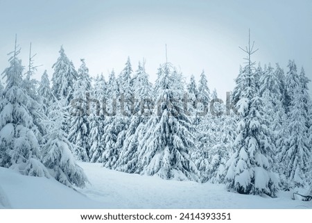 Germany- hesse- hochtaunuskreis- feldberg- winterlandscape with snow covered trees