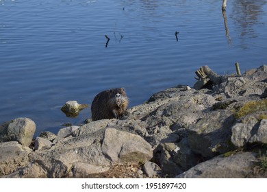 Germany. Saalfeld City Park. Muskrat Photo Session Part 6