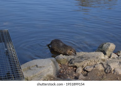 Germany. Saalfeld City Park. Muskrat Photo Session Part 11