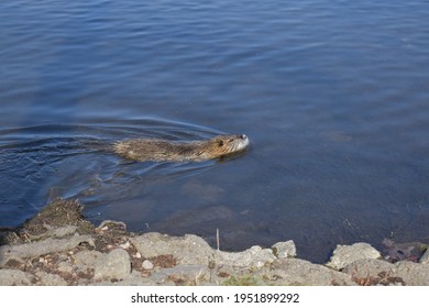 Germany. Saalfeld City Park. Muskrat Photo Session Part 12