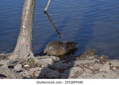 Germany. Saalfeld City Park. Muskrat Photo Session Part 13