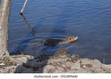 Germany. Saalfeld City Park. Muskrat Photo Session Part 14