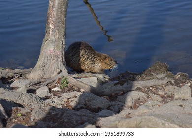 Germany. Saalfeld City Park. Muskrat Photo Session Part 15