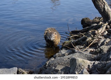 Germany. Saalfeld City Park. Muskrat Photo Session Part 16