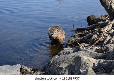 Germany. Saalfeld City Park. Muskrat Photo Session Part 17