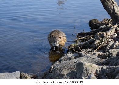 Germany. Saalfeld City Park. Muskrat Photo Session Part 18