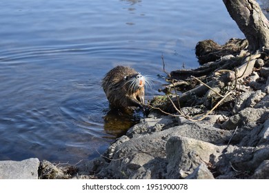 Germany. Saalfeld City Park. Muskrat Photo Session Part 19