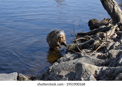 Germany. Saalfeld City Park. Muskrat Photo Session Part 20