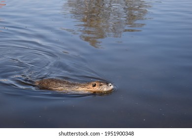 Germany. Saalfeld City Park. Muskrat Photo Session Part 21